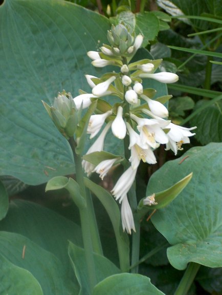 http://www.tuinenzo.nl/plantenwebsite/wit/hosta%20sieboldiana%20elegans%20Hpim1533.jpg